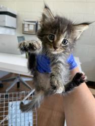 Shelter Stray Female Cat last seen Near Marionette Dr, 70811, LA, 2550 Gourrier Ave, Baton Rouge, LA 70820, USA