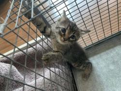 Shelter Stray Male Cat last seen Near Marionette Dr, 70811, LA, 2550 Gourrier Ave, Baton Rouge, LA 70820, USA