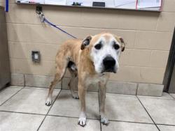Shelter Stray Male Dog last seen Near East Dr, Williamson County, TX, 1855 SE Inner Loop, Georgetown, TX 78626, USA