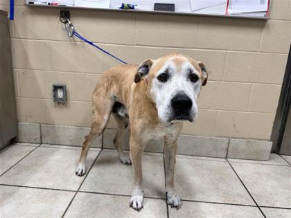 Shelter Stray Male Dog last seen Near East Dr, Williamson County, TX, 1855 SE Inner Loop, Georgetown, TX 78626, USA