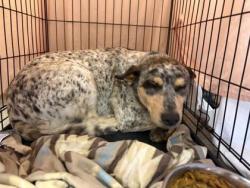 Shelter Stray Female Dog last seen Near CR 223, Williamson County, TX, 1855 SE Inner Loop, Georgetown, TX 78626, USA