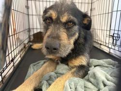 Shelter Stray Male Dog last seen Near CR 223, Williamson County, TX, 1855 SE Inner Loop, Georgetown, TX 78626, USA