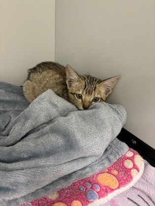 Shelter Stray Female Cat last seen 200-Blk Sundance Pkwy, City of Round Rock, TX, 1855 SE Inner Loop, Georgetown, TX 78626, USA