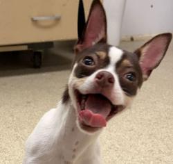 Shelter Stray Male Dog last seen Dartmouth St and Southwest Pkwy E, City of College Station, TX, 5359 Leonard Rd, Bryan, TX 77807, USA