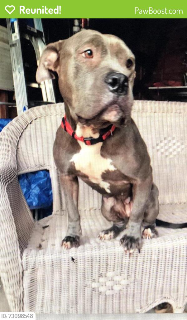 Reunited Female Dog last seen N. Evergreen, Memphis, TN 38108