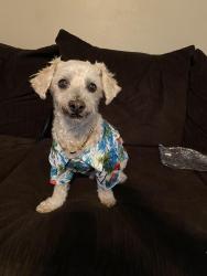 Lost Male Dog last seen Canal street jurupa valley, Jurupa Valley, CA 92509