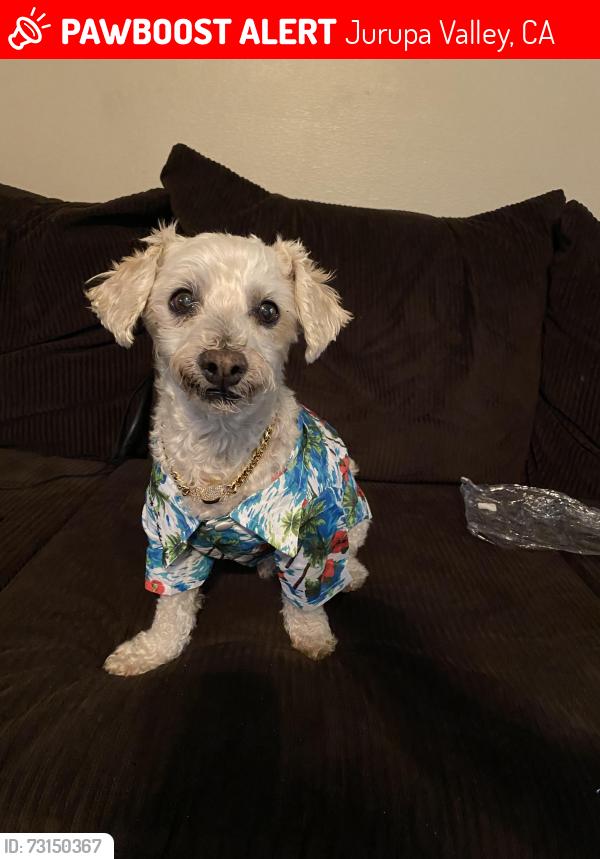 Lost Male Dog last seen Canal street jurupa valley, Jurupa Valley, CA 92509