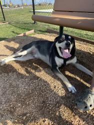 Reunited Male Dog last seen Southern Colony subdivision, Arcola, TX 77583