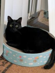 Reunited Male Cat last seen Linda Rio & Mira del Rio, Sacramento, CA 95827