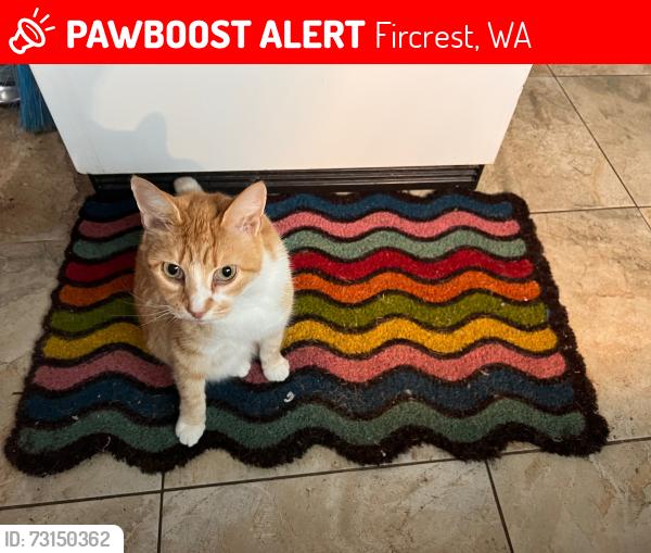 Lost Female Cat last seen Ramsdell st and Monterey lane, Fircrest, WA 98466