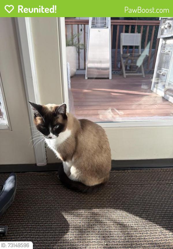 Reunited Female Cat last seen Near Californiia Ave, Santa Monica, CA 90403