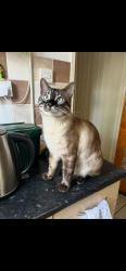 Reunited Male Cat last seen Parade of shops on Fauconberg road near residential street, Chiswick, England W4 3JB