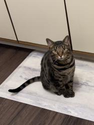 Reunited Male Cat last seen Hopkins Ave between Franklin & Detroit, Lakewood, OH 44107