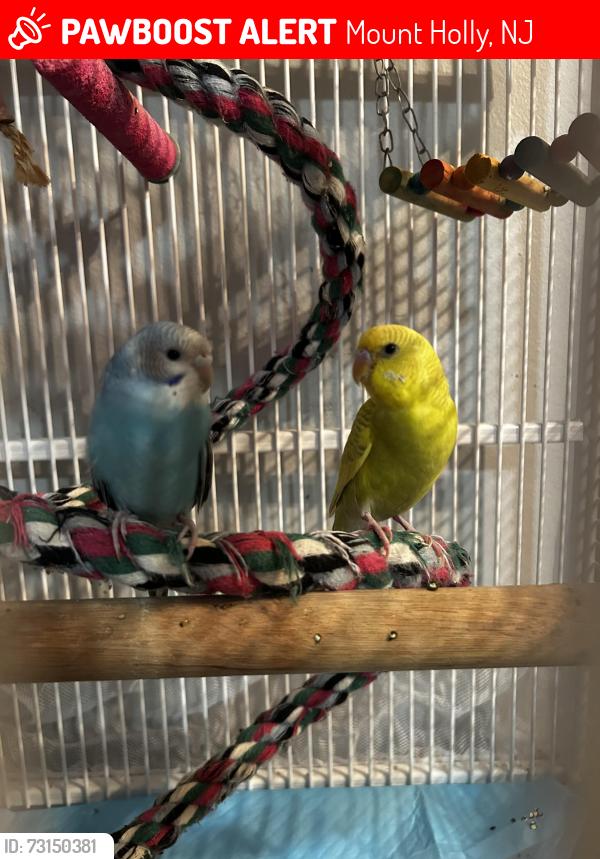 Lost Unknown Bird last seen Union Street, Clover Street, Mount Holly, NJ 08060