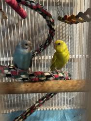 Lost Unknown Bird last seen Union Street, Clover Street, Mount Holly, NJ 08060
