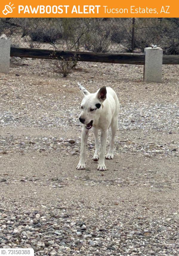 Found/Stray Unknown Dog last seen Bopp and Shiela Ave, Tucson Estates, AZ 85735