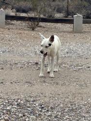 Found/Stray Unknown Dog last seen Bopp and Shiela Ave, Tucson Estates, AZ 85735