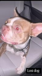Found/Stray Male Dog last seen east Ladiesmile, Richmond, VA 23222