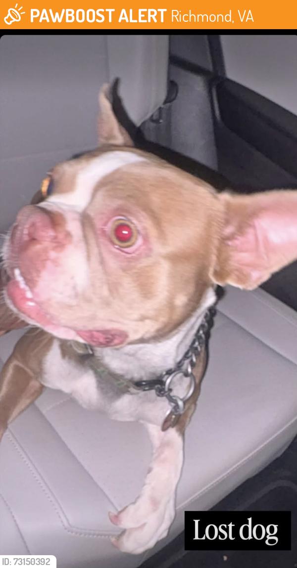 Found/Stray Male Dog last seen east Ladiesmile, Richmond, VA 23222