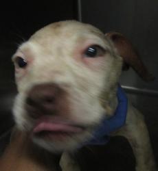 Shelter Stray Male Dog last seen Londonberry Circle, RALEIGH, NC, 27610, 820 Beacon Lake Dr, Raleigh, NC 27610, USA