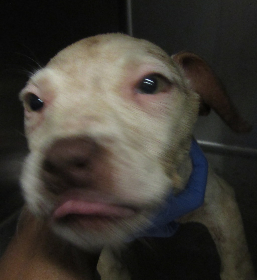 Shelter Stray Male Dog last seen Londonberry Circle, RALEIGH, NC, 27610, 820 Beacon Lake Dr, Raleigh, NC 27610, USA