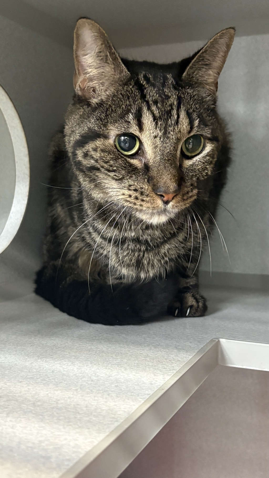 Shelter Stray Male Cat last seen Apt 5C,508 E 163rd Street, BRONX, NY, 10451, 326 E 110th St, New York, NY 10029, USA
