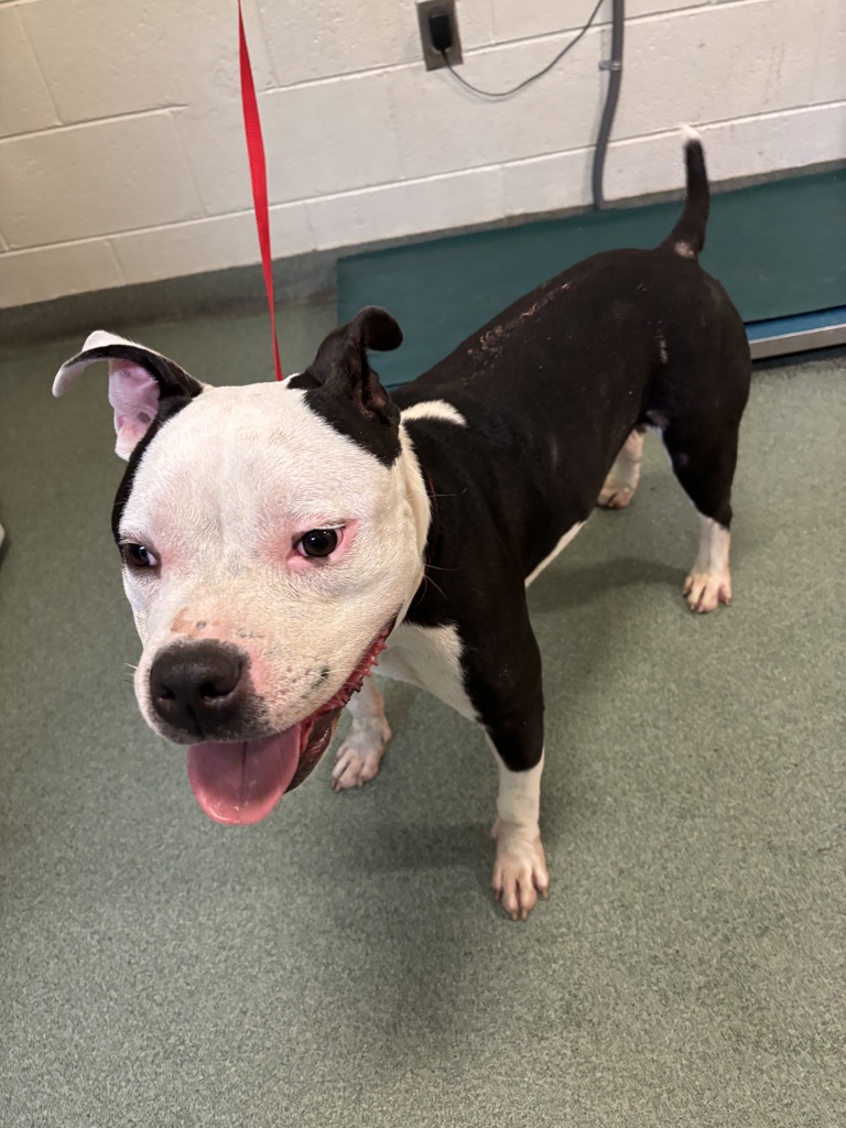 Shelter Stray Male Dog last seen Myron Avenue, North Chesterfield, VA, 23237, 9300 Public Works Rd, Chesterfield, VA 23832, USA