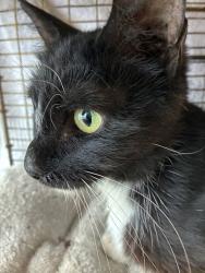 Shelter Stray Female Cat last seen Near S Cable Ridge Road, Kearns Township, UT, 84118, 511 W 3900 S, Salt Lake City, UT 84123, USA