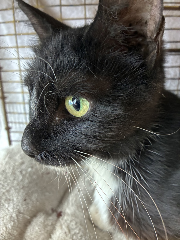 Shelter Stray Female Cat last seen Near S Cable Ridge Road, Kearns Township, UT, 84118, 511 W 3900 S, Salt Lake City, UT 84123, USA