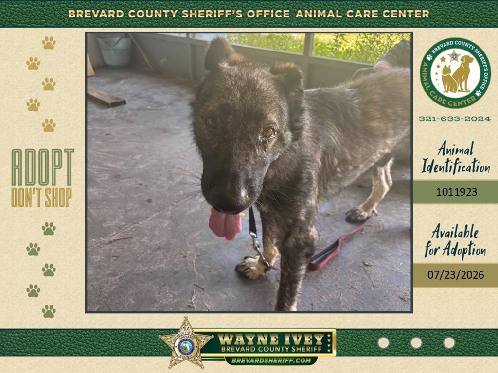 Shelter Stray Male Dog last seen FL, 5100 W Eau Gallie Blvd, Melbourne, FL 32934, USA