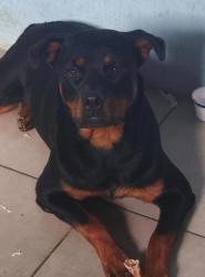 Lost Female Dog last seen Rua Gehard Schroeder, Jardim Guarani, PR 83311-380