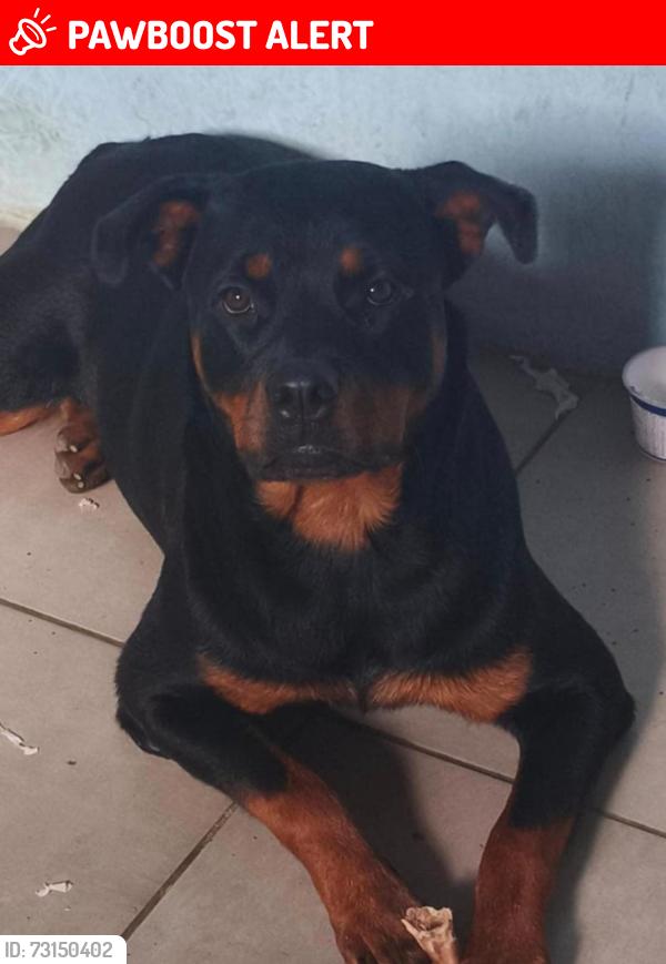 Lost Female Dog last seen Rua Gehard Schroeder, Jardim Guarani, PR 83311-380