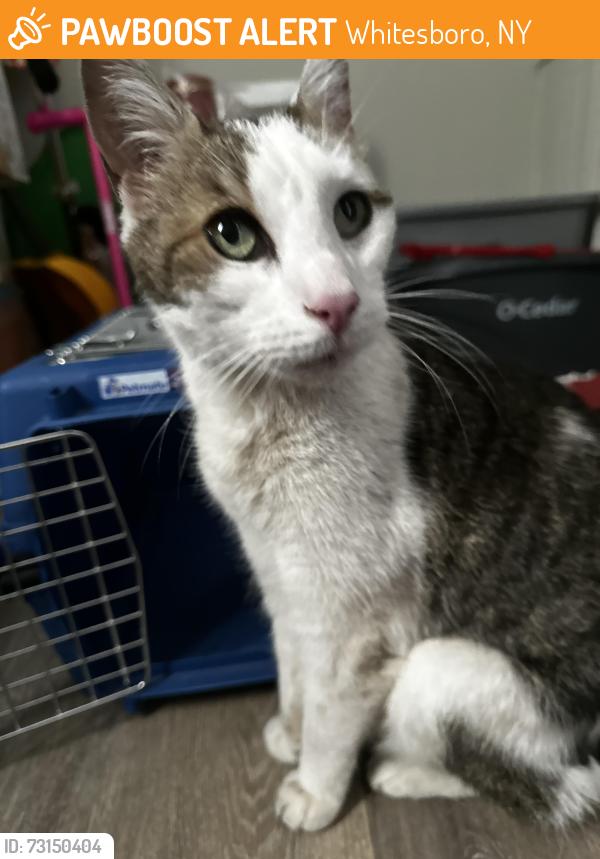 Found/Stray Male Cat last seen Main st and goodell in Whitesboro, Whitesboro, NY 13495