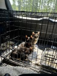 Found/Stray Unknown Cat last seen Near the pond in Trapper's Run Neighborhood, High Point, NC 27265