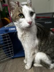 Found/Stray Male Cat last seen Main st and goodell in Whitesboro, Whitesboro, NY 13495
