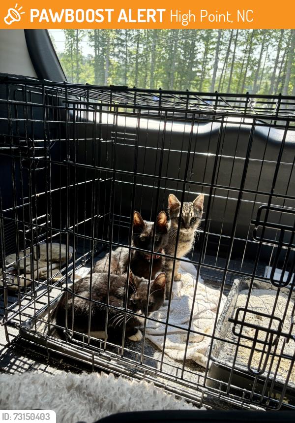 Found/Stray Unknown Cat last seen Near the pond in Trapper's Run Neighborhood, High Point, NC 27265