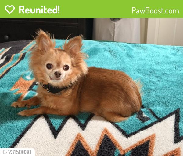 Reunited Female Dog last seen Thayer, Oregon City, OR 97045