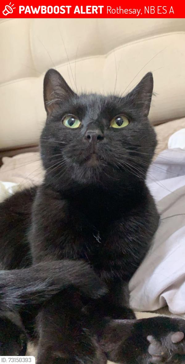 Lost Female Cat last seen Near Anna avenue, Rothesay, NB E2S 1A3
