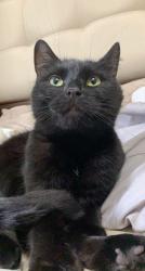 Lost Female Cat last seen Near Anna avenue, Rothesay, NB E2S 1A3