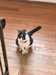 Lost Male Cat last seen Pecan grove elementary, Richmond, TX 77406
