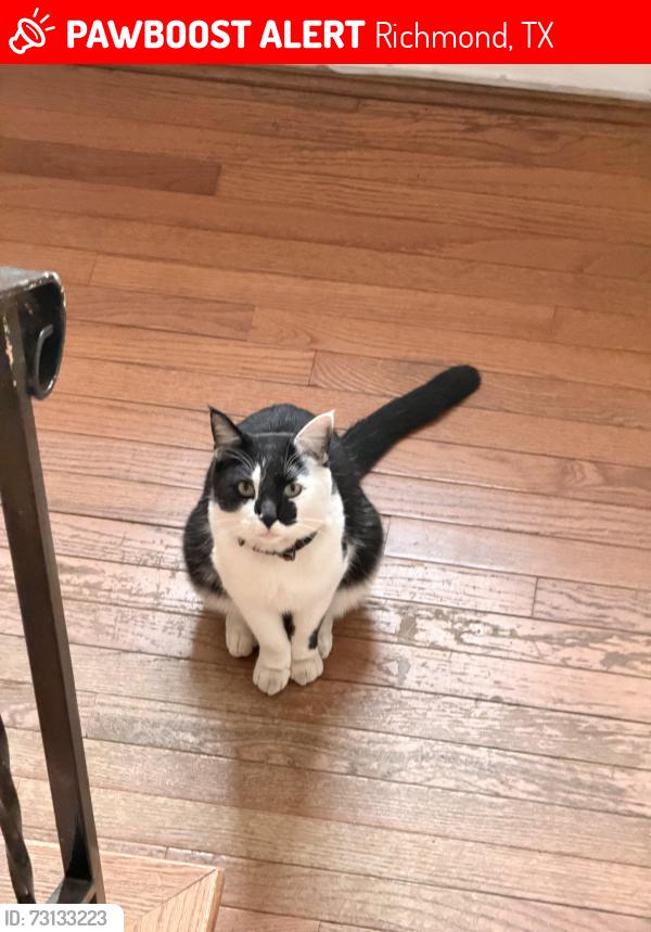 Lost Male Cat last seen Pecan grove elementary, Richmond, TX 77406