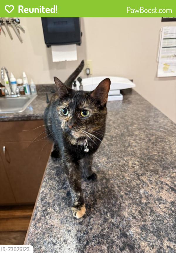 Reunited Female Cat last seen Shepard drive and Blackmear rd, Crystal, MI 48818