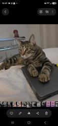 Reunited Female Cat last seen Dixonshoals, Richmond, TX 77469