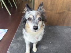Reunited Female Dog last seen Seaview Ave and Paerdegat Ave N, Brooklyn, NY 11236