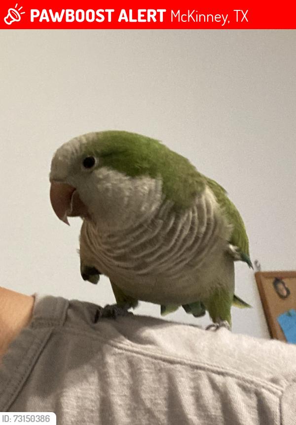 Lost Unknown Bird last seen Lilac Cir and Nandina St, McKinney, TX 75071