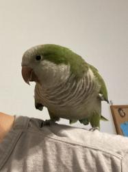 Lost Unknown Bird last seen Lilac Cir and Nandina St, McKinney, TX 75071