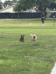 Found/Stray Male Dog last seen Smoke ranch and Torrey pines, Las Vegas, NV 89108