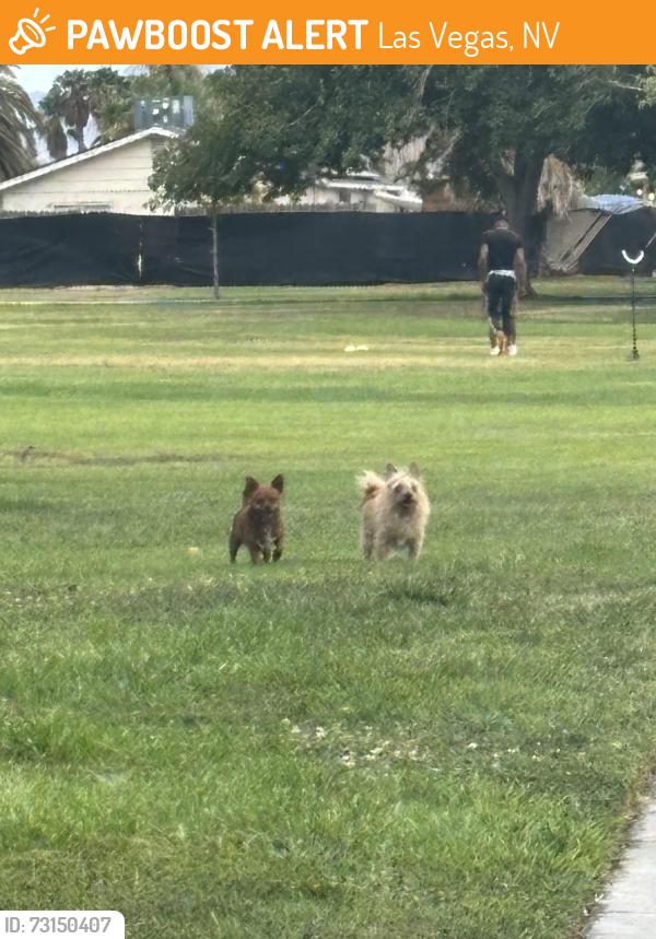 Found/Stray Male Dog last seen Smoke ranch and Torrey pines, Las Vegas, NV 89108