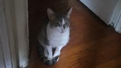 Lost Male Cat last seen Adelaide St, 60th St, San Diego, CA 92115