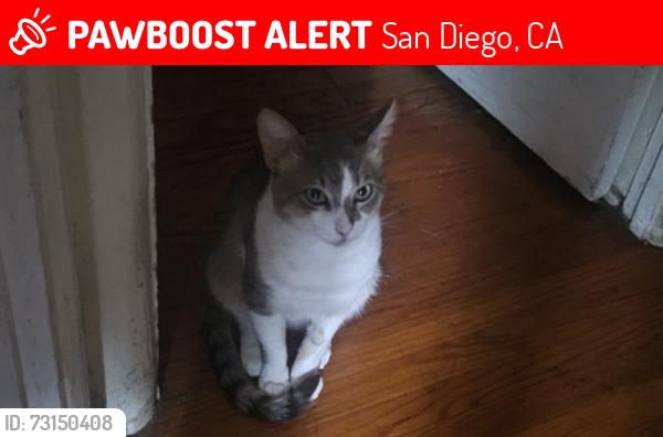 Lost Male Cat last seen Adelaide St, 60th St, San Diego, CA 92115